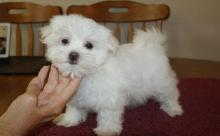 Puppies for sale maltese - Ukraine, Kherson. Price 155 €