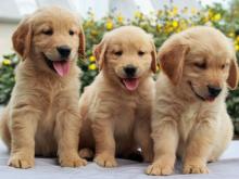 Puppies for sale golden retriever - Kyrgyzstan, Bishkek