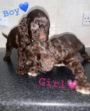 Puppies for sale other breed, cockapoo - Ireland, Cork