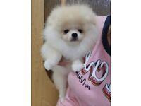 Puppies for sale pomeranian spitz - United Kingdom, New York