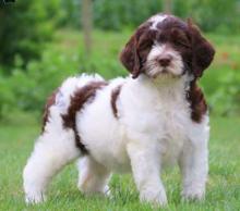 Puppies for sale mixed breed, labradoodle - Cyprus, Limassol