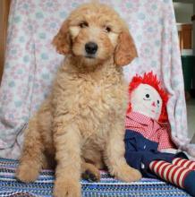 Puppies for sale mixed breed, goldendoodle - Cyprus, Limassol