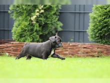 Puppies for sale french bulldog - Belarus, Grodno