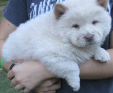 Puppies for sale chow chow - Russia, Irkutsk