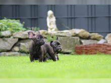 Puppies for sale french bulldog - France, Bourges