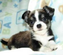 Puppies for sale chihuahua - Czech Republic, Bridge