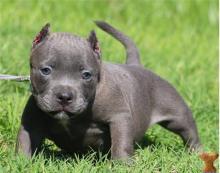 Puppies for sale french bulldog - Kazakhstan, Astana