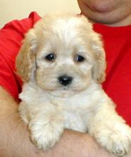 Puppies for sale , cockapoo - Netherlands, Harlem