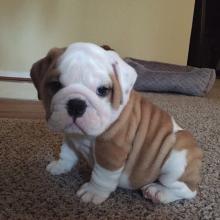 Puppies for sale english bulldog - Belarus, Gomel