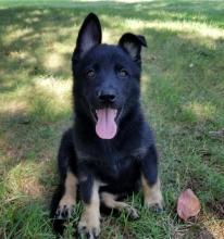 Puppies for sale german shepherd dog - Netherlands, Harlem