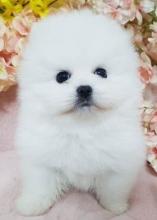 Puppies for sale pomeranian spitz - Russia, Magnitogorsk