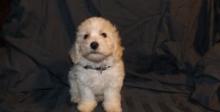 Puppies for sale bichon - Luxembourg, Luxembourg
