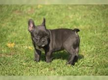 Puppies for sale french bulldog - Sweden, Esbjerg
