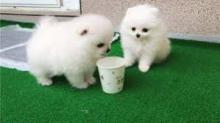 Puppies for sale pomeranian spitz - United Kingdom, Cardiff