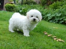 Puppies for sale bichon - France, Evreux