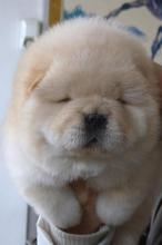 Puppies for sale chow chow - Netherlands, The Hague