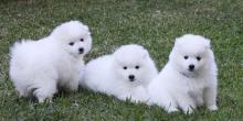 Puppies for sale japanese spitz - Cyprus, Larnaca