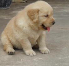 Puppies for sale golden retriever - Netherlands, The Hague