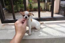 Puppies for sale chihuahua - Luxembourg, Luxembourg