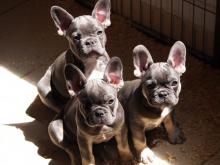 Puppies for sale french bulldog - Slovakia, Kladno