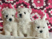 Puppies for sale west highland white terrier - Slovakia, Kladno