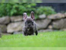 Puppies for sale french bulldog - Romania, Iasi