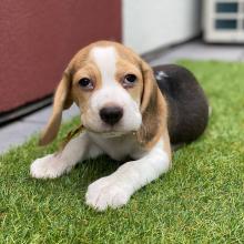 Puppies for sale beagle - Luxembourg, Luxembourg
