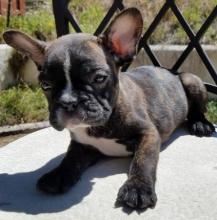 Puppies for sale french bulldog - Germany, Bremen