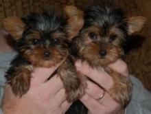 Puppies for sale yorkshire terrier - Netherlands, Amsterdam