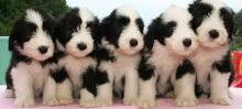 Puppies for sale bearded collie - Belarus, Gomel