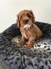 Puppies for sale , cavapo - Luxembourg, Luxembourg