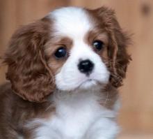 Puppies for sale king charles spaniel - Netherlands, Amsterdam