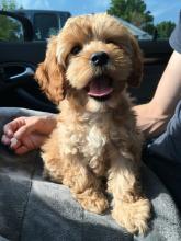 Puppies for sale other breed, cockapoo - Luxembourg, Luxembourg