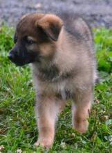 Puppies for sale german shepherd dog - Armenia, Vanadzor