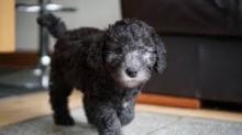 Puppies for sale bedlington-terrier - Ukraine, Donetsk