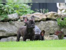 Puppies for sale french bulldog - Slovakia, Kladno