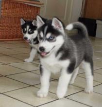 Puppies for sale , siberian husky - Latvia, Madonna