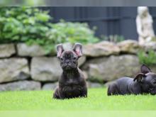 Puppies for sale french bulldog - Slovakia, Kladno