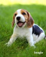 Puppies for sale beagle - Belarus, Brest