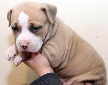 Puppies for sale american pit-bull terrier - Netherlands, Amsterdam