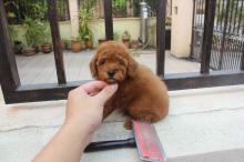 Puppies for sale toy-poodle - Poland, Radom