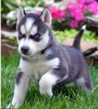 Puppies for sale , siberian husky puppies - Belarus, Gomel