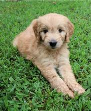 Puppies for sale , goldendoodle - Netherlands, Amsterdam
