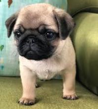 Puppies for sale pug - Czech Republic, Banska Bystrica