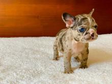 Puppies for sale french bulldog - Germany, Kiel