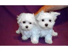 Puppies for sale maltese - Netherlands, Venlo