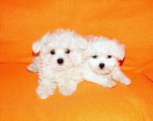 Puppies for sale maltese - United Kingdom, St. Helens