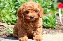 Puppies for sale , cavapoo  - Slovakia, Dobrzhish