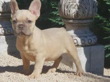 Puppies for sale french bulldog - Netherlands, Hemstede