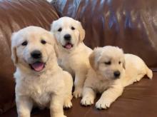 Puppies for sale golden retriever - Finland, Lahti. Price 250 €